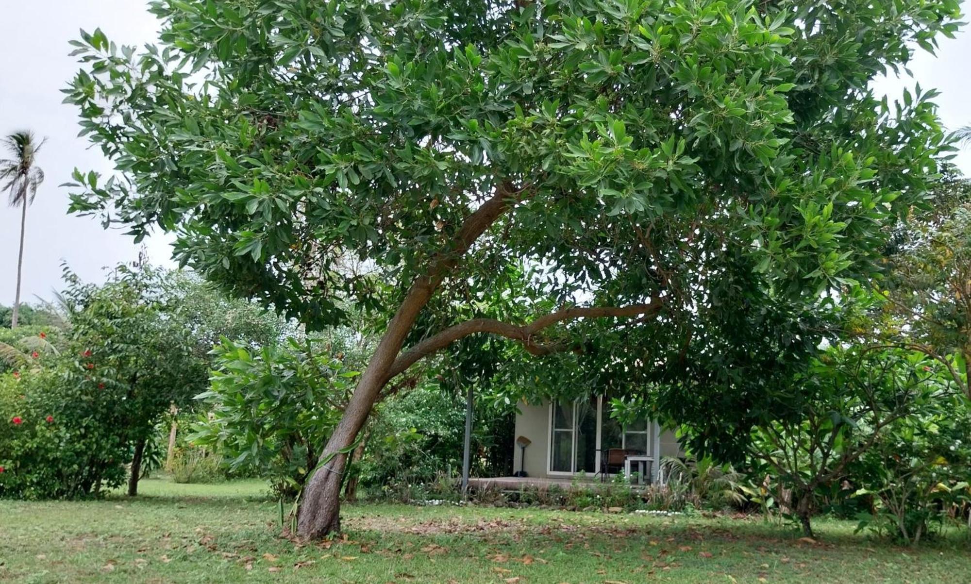 Naivacha Tent Koh Mak Exterior photo